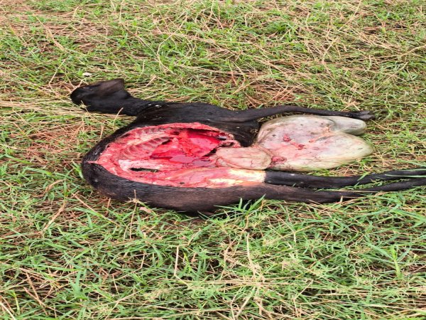 Morador de fazenda em Rancho Alegre D’oeste relata possível ataque de onça parda em ovelhas
